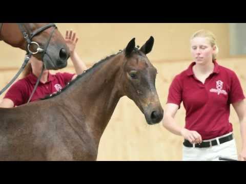Holsteiner Fohlenauktion 2016 in Behrendorf - Nr. 45 v. Zuccero - Lavaletto