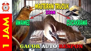 Download lagu #juara 💯 Trucukan isian HWAMEI dan CUCAKRAWA jamin AUTO respon mp3