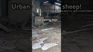 Download lagu Aku menemukan domba di rumah jagal #urbex #terbengkalai #tempatterbengkalai #eksplorasiperkotaan #celanapendek mp3 Download lagu Aku menemukan domba di rumah jagal #urbex #terbengkalai #tempatterbengkalai #eksplorasiperkotaan #celanapendek mp3