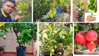 These 5 fruit plants must be there in your garden. Best fruit plant grow in pot