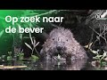 Hoe leven bevers?