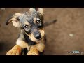 The Age When Dogs Are The Cutest According To Science