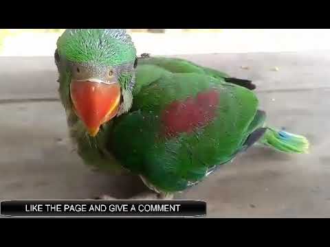 #Peroot #Sindh Peroot With Sell in Pakistan