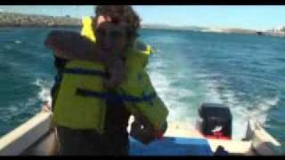 Shark Cat Adventure 60