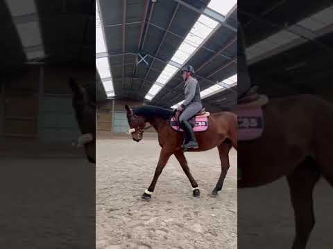 Mare Saddle Horse For sale 2020 Bay
