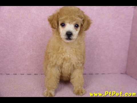 02/11奶油貴賓母幼犬