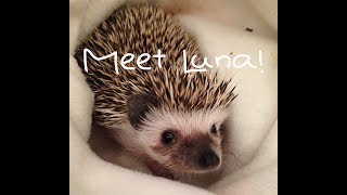 Meet Luna! My African Pygmy Hedgehog