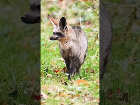 Bat-eared fox | The only extant species of the genus Otocyon #shorts