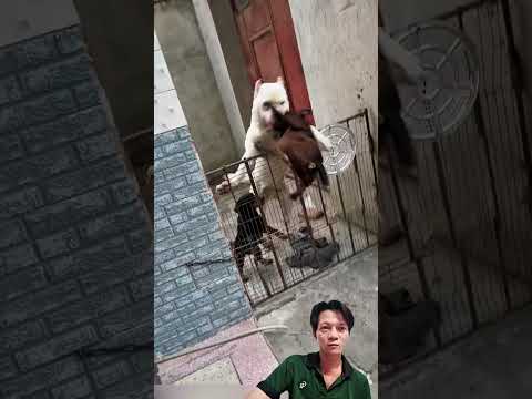 Dog video  #shortvideo #dog #dogshorts  #foryou #anmals