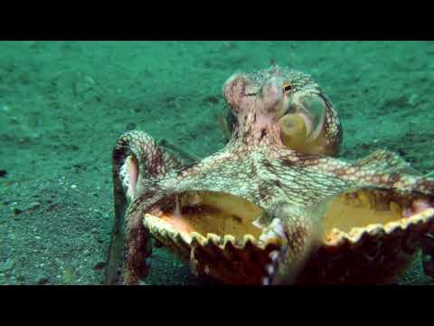 Diving Lembeh Strait, North Sulawesi 2024