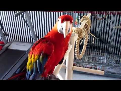 LARGE SINGING - DANCING - TALKING MACAW