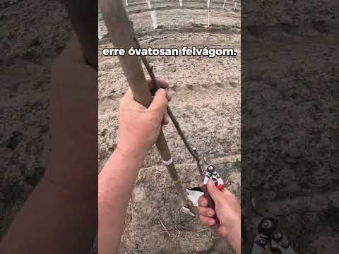 Metszési tippek: szilvafa indító metszése videó