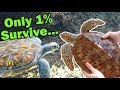 Meet the Green Sea Turtle!