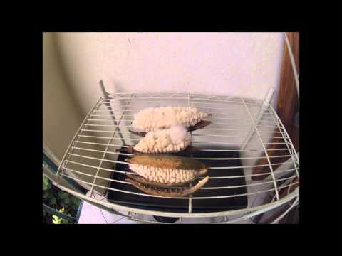 Kapok Seed Pod opening time lapse