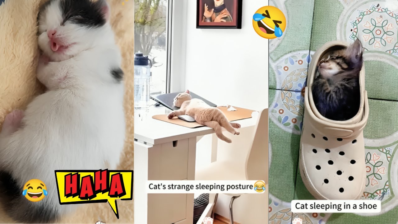 When Sleep Hits a Cat Hard 😴🤣 cat sleeping funny video |  funny cat videos  | The Animal Vibe