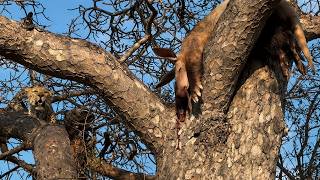 Leopardo devora outro leopardo e caça um aardvark em registro inédito!!!