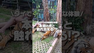 タイガーキングダム プーケット