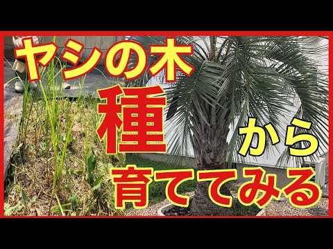 園芸 ヤシの木、バナナの木、ソテツ