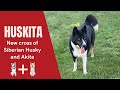 Huskita - The New cross of Siberian Husky and Akita