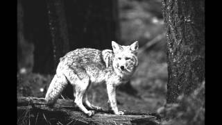 Coyote Black-Ocean Moon