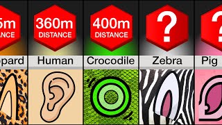 Comparison: Animals Ranked By Hearing