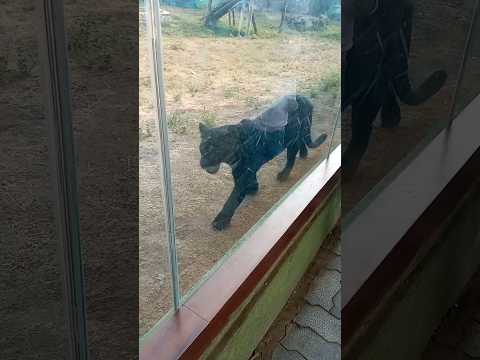 Bagheera🐅 ll Black Panther ll #Mowgli ll Jai Mata Di🙏🙏