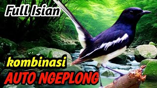 Download lagu Kacer Masteran Audio Terbaik – Terapi Suara Suasana Hutan dan Sungai untuk Pelatihan Burung mp3 Download lagu Kacer Masteran Audio Terbaik – Terapi Suara Suasana Hutan dan Sungai untuk Pelatihan Burung mp3