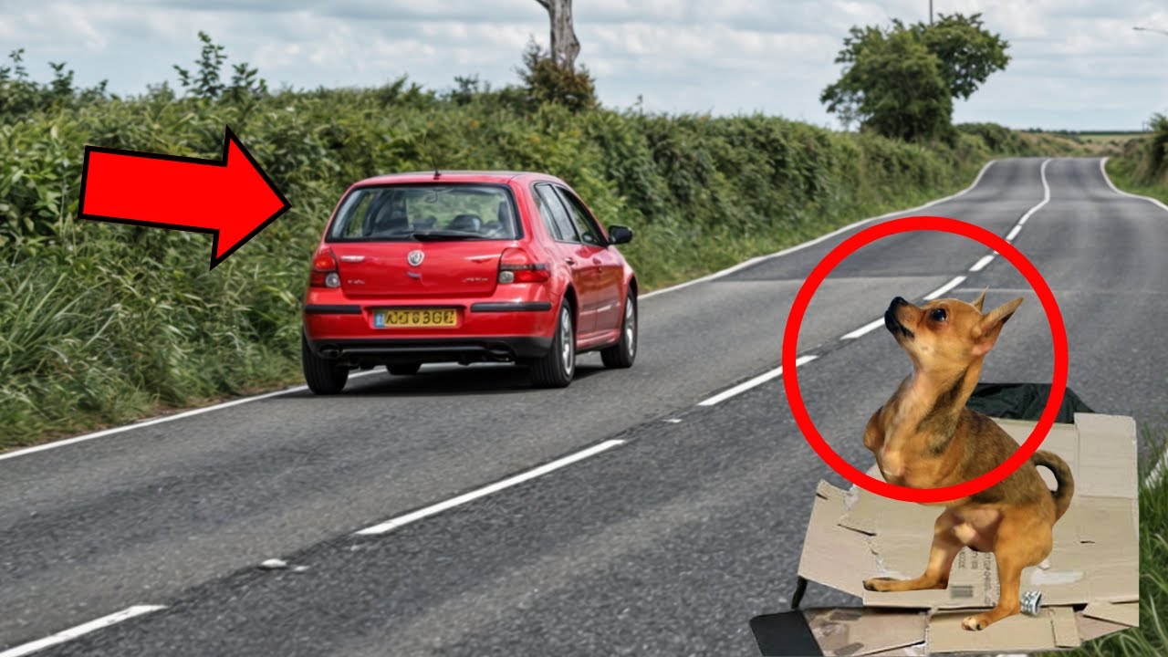 😰 MUJER CRUEL ABANDONA A SU PERRO DESPUÉS DE QUE LE AMPUÓ UNA PIERNA, PERO SUCEDIÓ UN MILAGRO Y...
