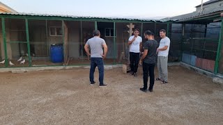 Qala Cabirin Goyercinlerinin uçuşu 25072025ci il 12ci iştirakcisi goyercinler2025 goyercinler