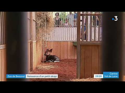 Naissance rare d'un petit okapi au zoo de Beauval