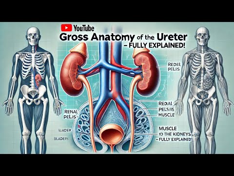 Ureter : Gross Anatomy