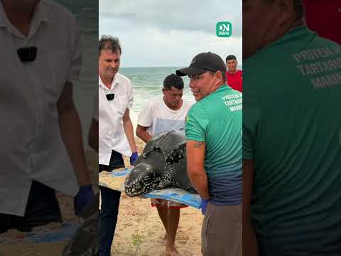 Tartaruga-marinha considerada a 'maior do mundo' encalha e é resgatada em praia do CE