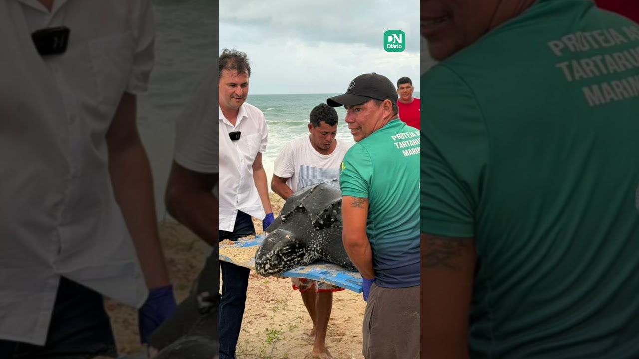 Imagem da notícia Tartaruga-marinha considerada a 'maior do mundo' encalha e é resgatada em praia do CE