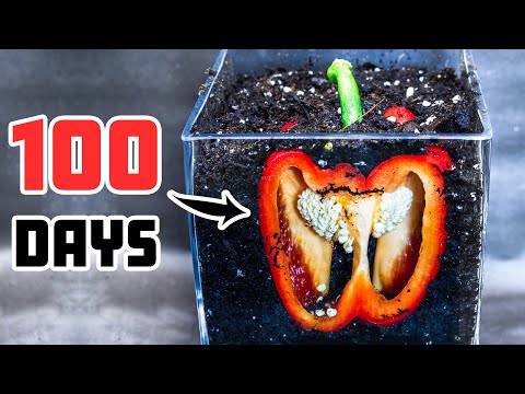 Bell Pepper Slice Under Soil Time Lapse (100 Days)