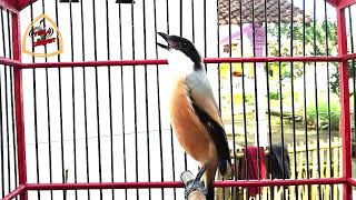 Download lagu PASTI TAK TAHAN CENDET MENDENGAR SUARA CENDET GACOR BEGINI, PASTI NYAUT❗❗ mp3 Download lagu PASTI TAK TAHAN CENDET MENDENGAR SUARA CENDET GACOR BEGINI, PASTI NYAUT❗❗ mp3