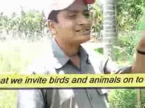 nandish birds wmv