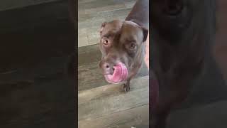 Video preview image #1 Bulldog-Staffordshire Bull Terrier Mix Puppy For Sale in Chandler, AZ, USA
