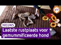 Laatste rustplaats voor gemummificeerde hond