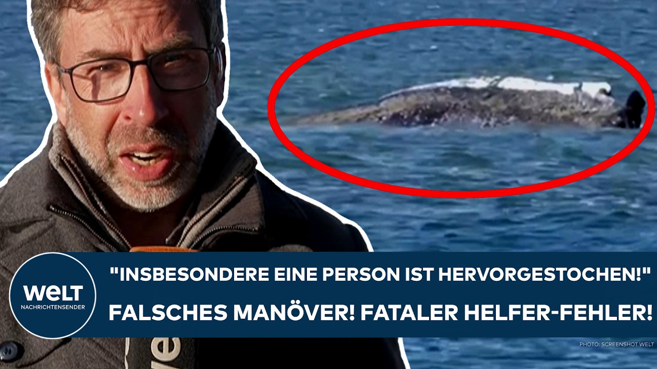 INSEL POEL: Krimi um Buckelwal Timmy! "Der Wal liege nicht auf Grund, sondern schwimme oben auf!"