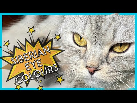 Part 1 - Siberian Cats Eye Colours