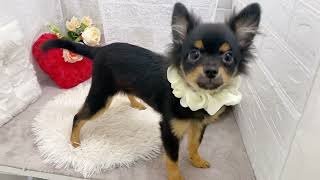 ハーフ犬の動画02