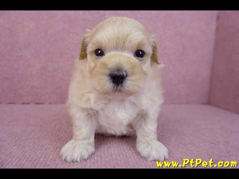 11/23馬爾泰迪公幼犬2號(高雄左營)