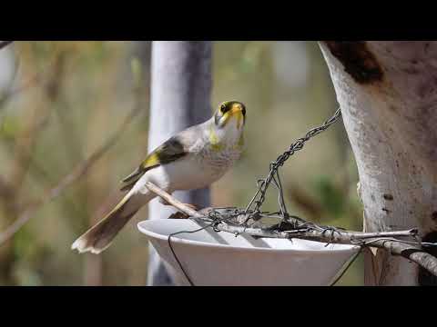 Yellow throated Miner 23072022