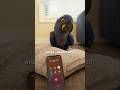 This Parrot Talks with an AI 😳 #shorts