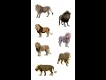 Types Of Lions Lions Species In English Language Learn Types Of Lions