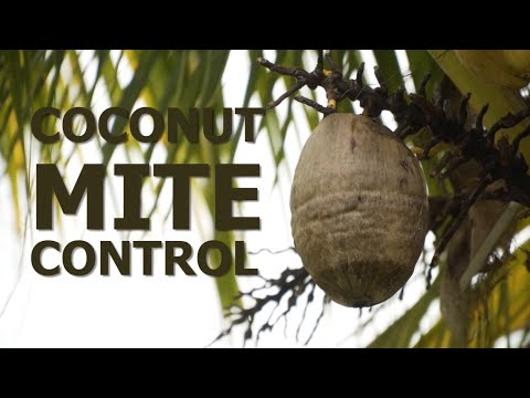 How to control Eriophyid mite in Coconut? Effective Control Methods Revealed"