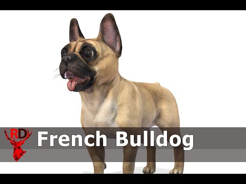 Dog French Bulldog animations
