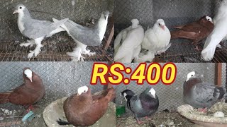 Fancy pigeon collection 😍 and All Kabutar sale || Contact: 9153735092 || Kabutar love