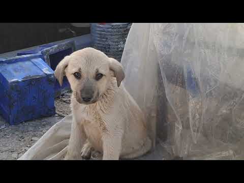 Baby Dog, in Sulaimani Tanjaro
