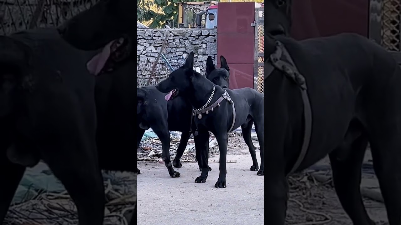 Successful investigation by friendship 16